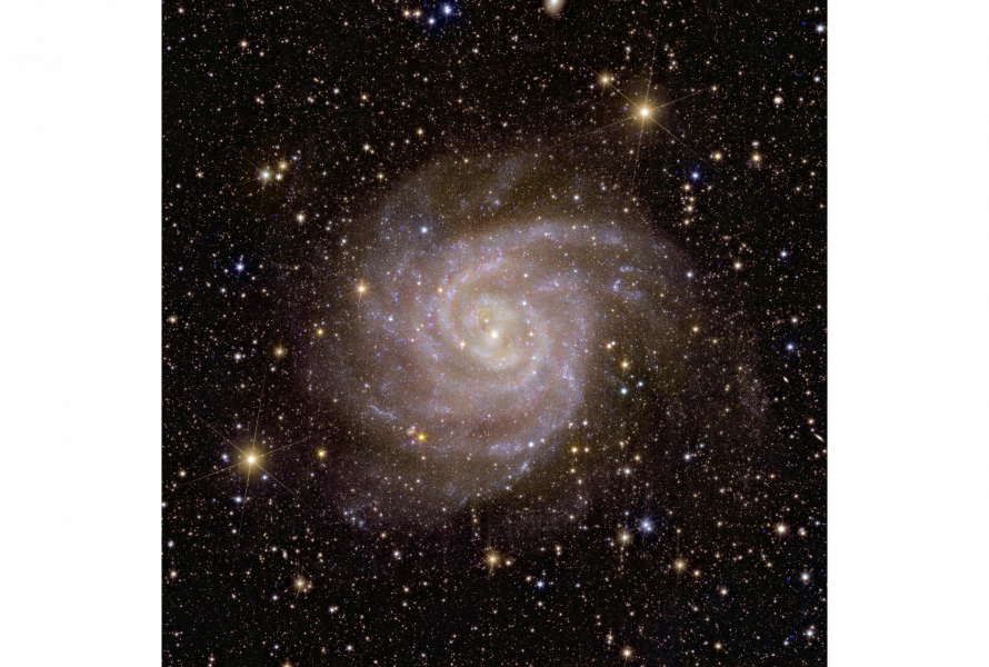 Euclid’s view of spiral galaxy IC 342